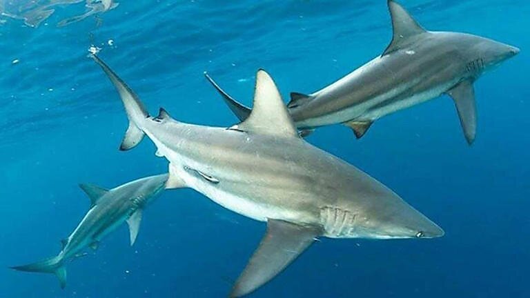 sharks
