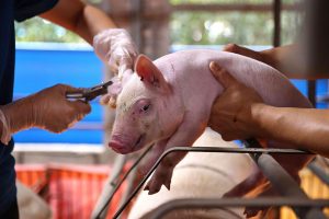 Animal health, dairy singled out as areas of collaboration with EU-ASEAN biz council
