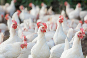 Import ban lifted on poultry from Argentina, Romania, Turkey