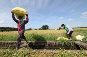 Farmers question EOs’ effectiveness in boosting incomes, food security