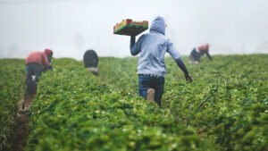 Food EOs seen boosting farmer incomes, creating guaranteed markets for produce